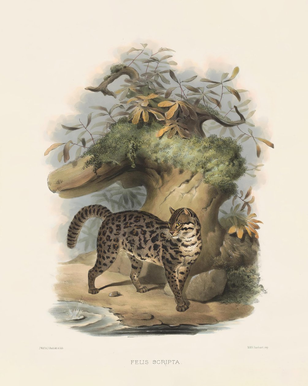 Gato leopardo asiático (Felis scripta) de Joseph Wolf