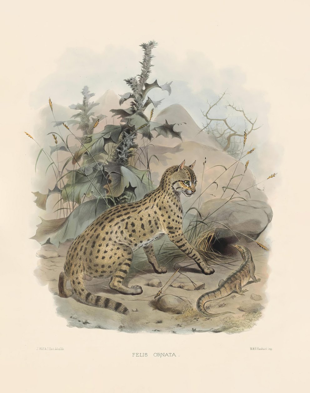 Gato selvagem asiático (Felis ornata) de Joseph Wolf