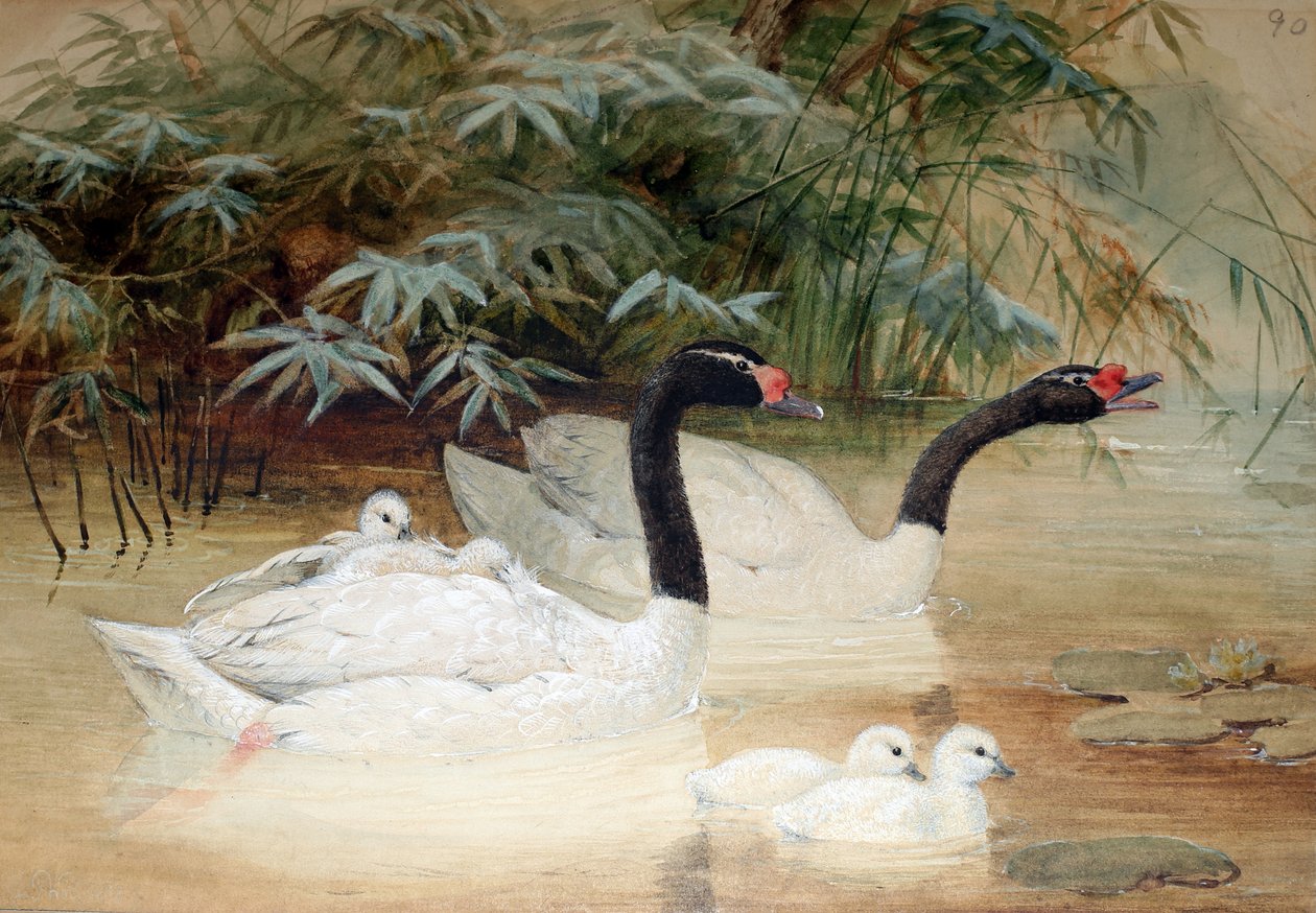 Cisne-de-pescoço-preto (Cygnus nigricollis), 1852-54 de Joseph Wolf