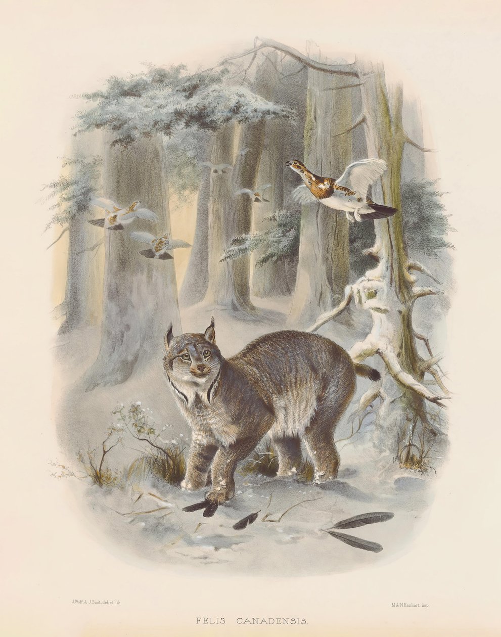 Lince canadiano (Felis canadensis) de Joseph Wolf