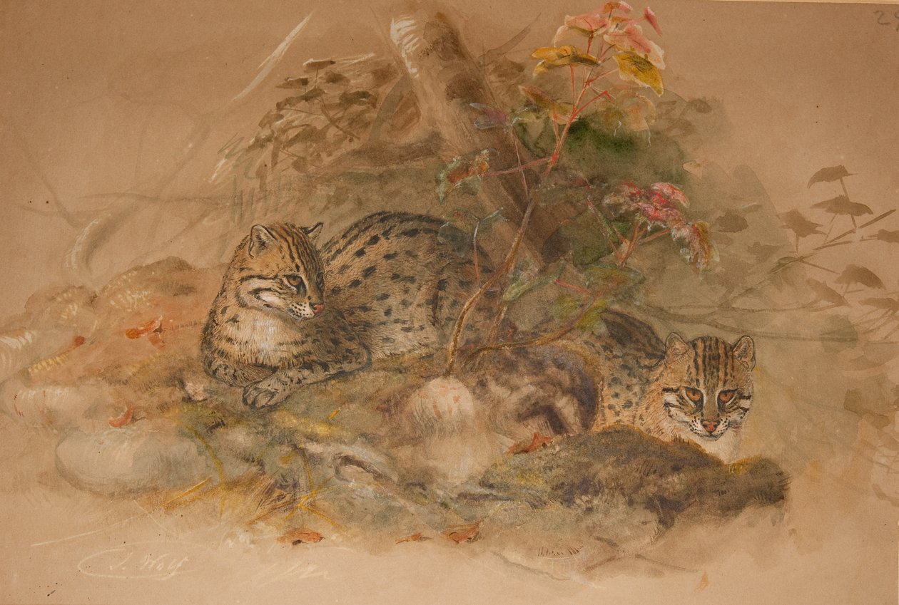 Leopardo nublado (Fleis macrocelis) (aguarela sobre papel) de Joseph Wolf