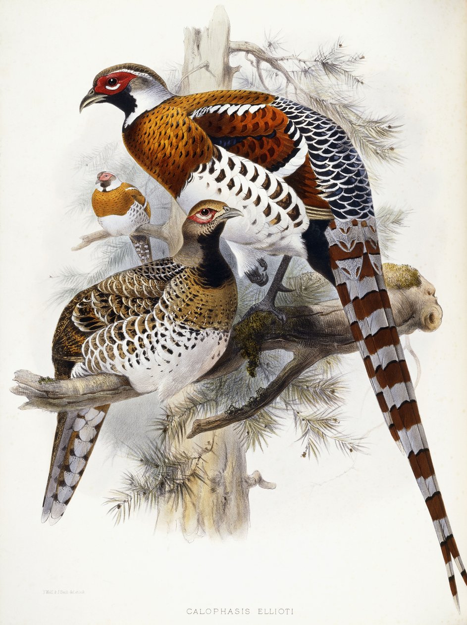 Faisão de Elliot, 1865 de Joseph Wolf