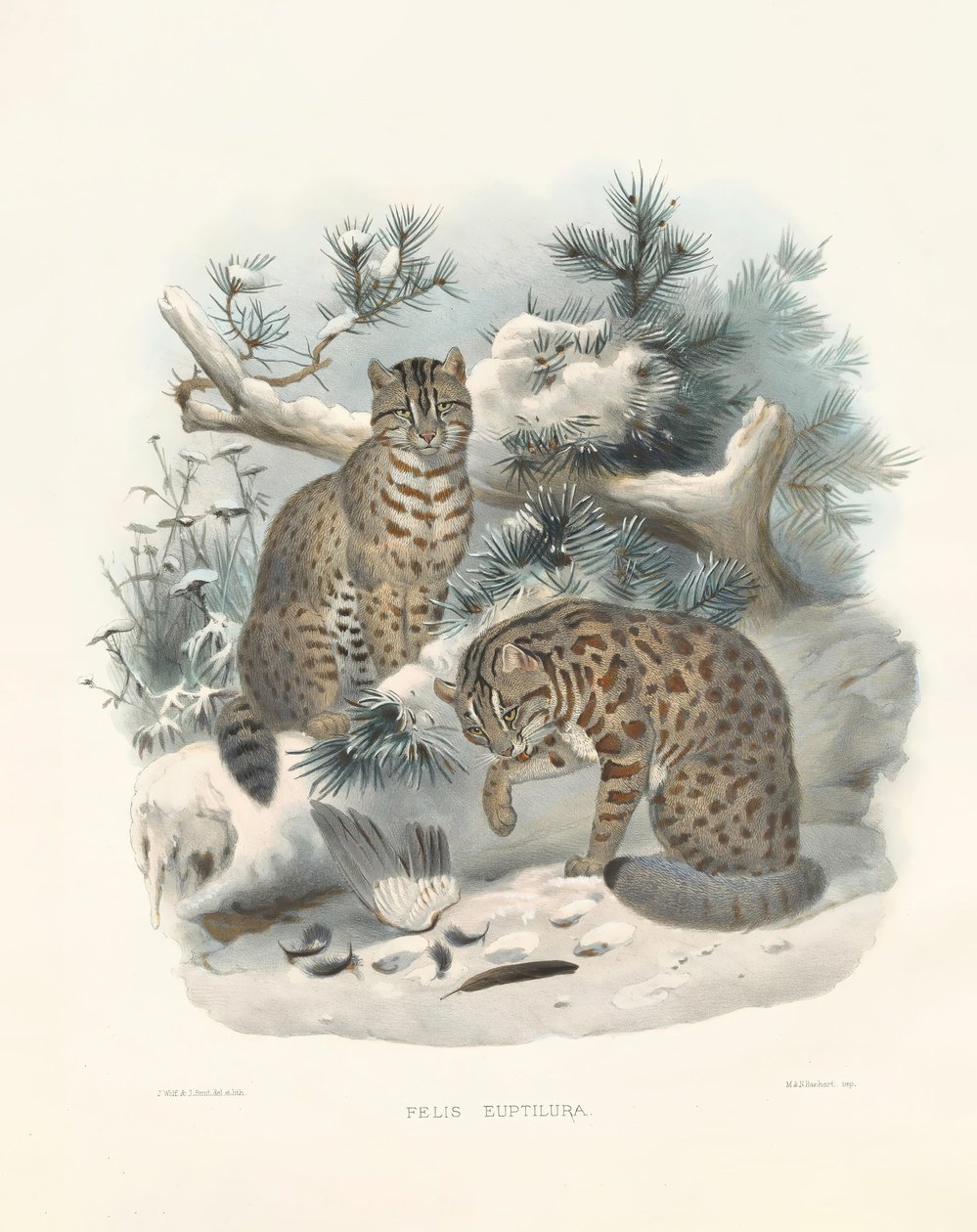 Lince da Eurásia (Felis euptilura) de Joseph Wolf