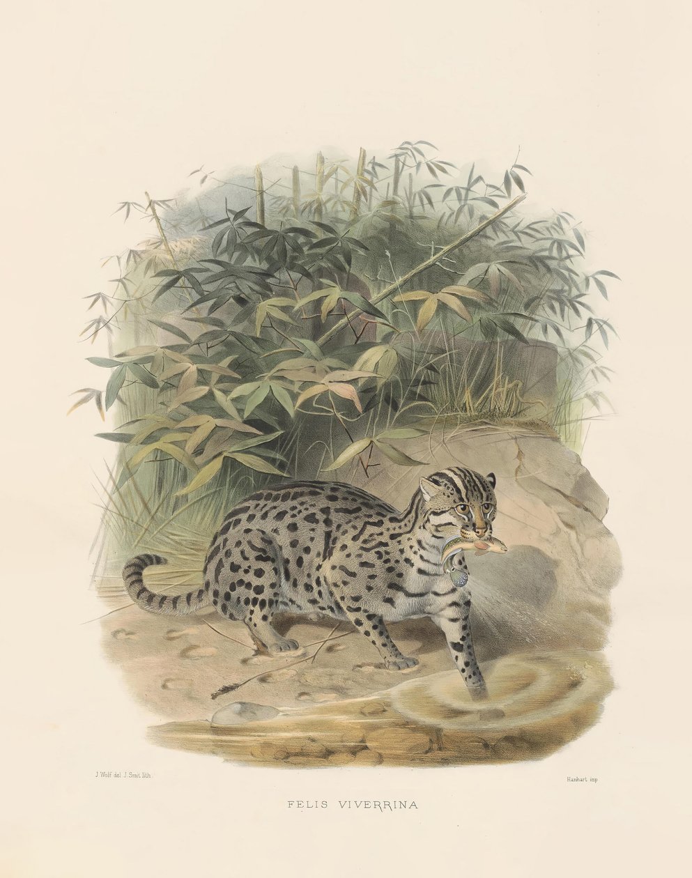 Gato de pesca (Felis viverrina) de Joseph Wolf