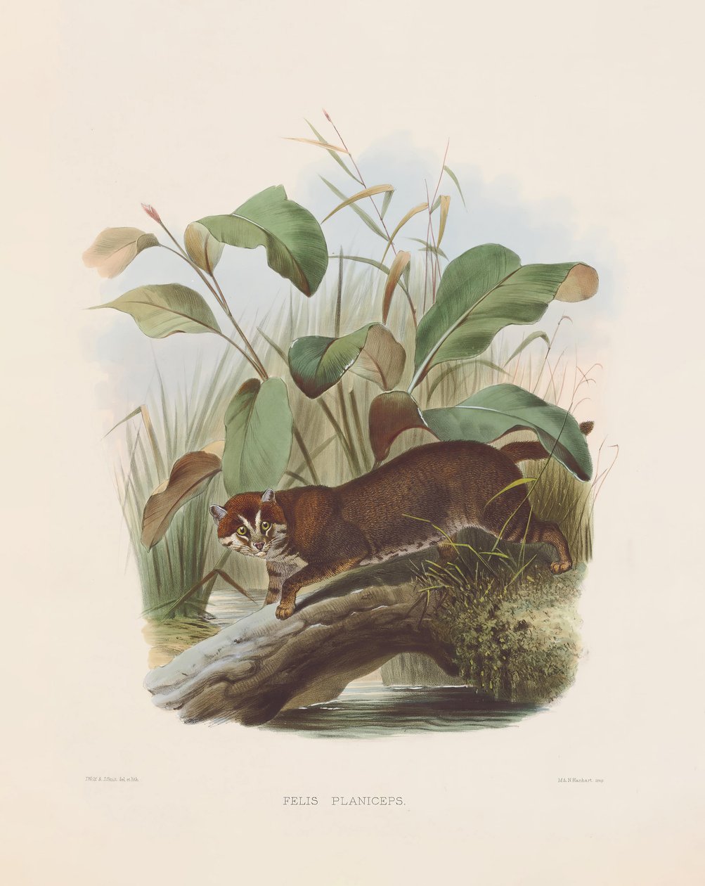 Gato de cabeça chata (Felis planiceps) de Joseph Wolf