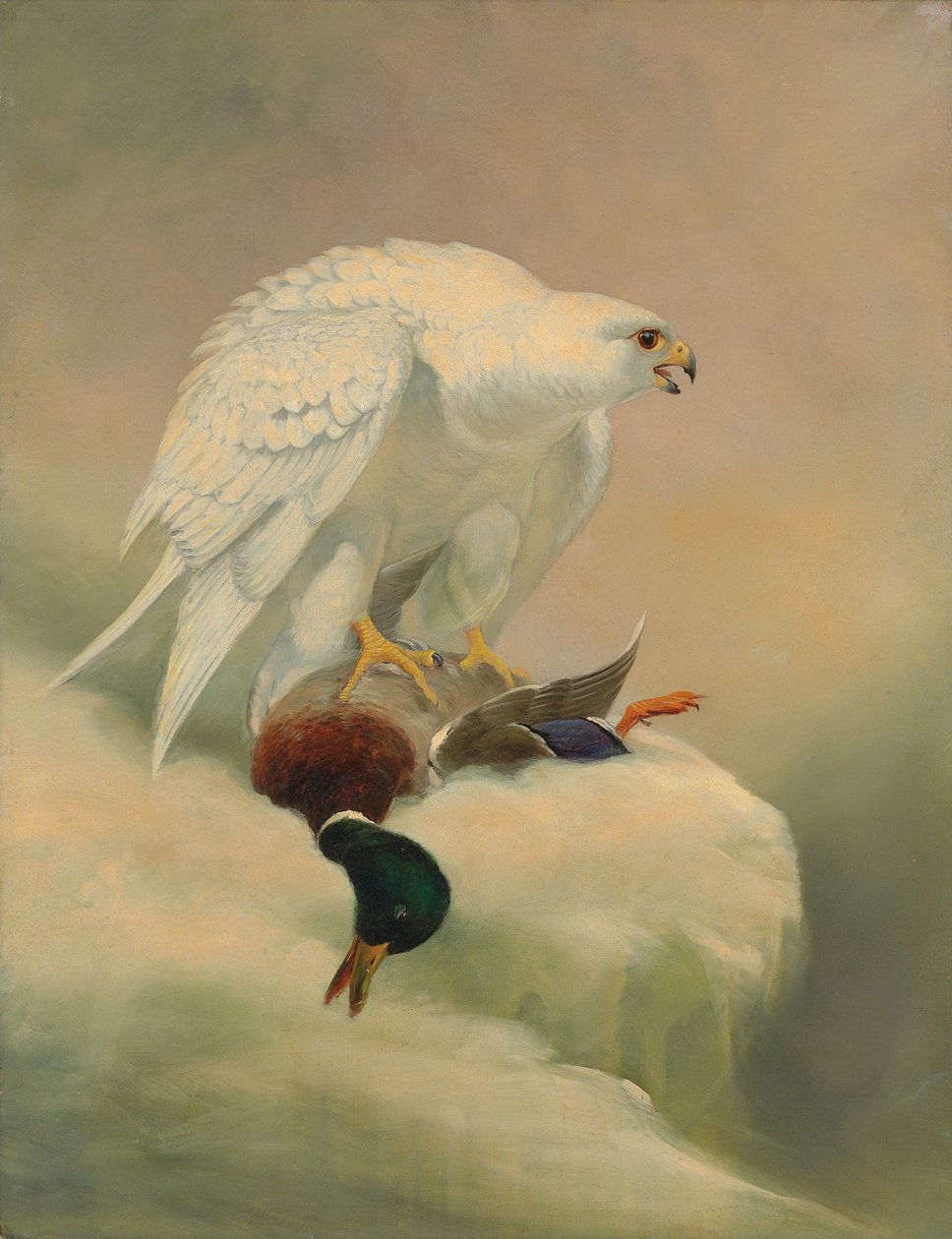 Gyrfalcon e pato-real de Joseph Wolf