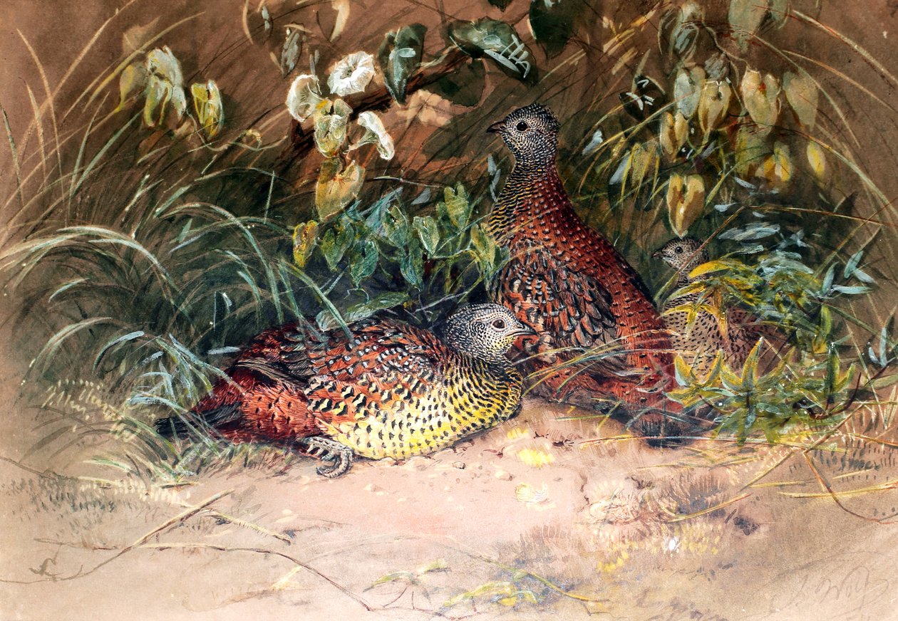 Spur-galinha de Hardwicke (Galloperdix lunulata), 1852-54 de Joseph Wolf