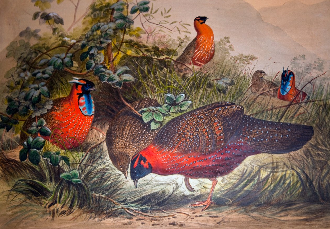 Tragopan com chifres, 1861 de Joseph Wolf