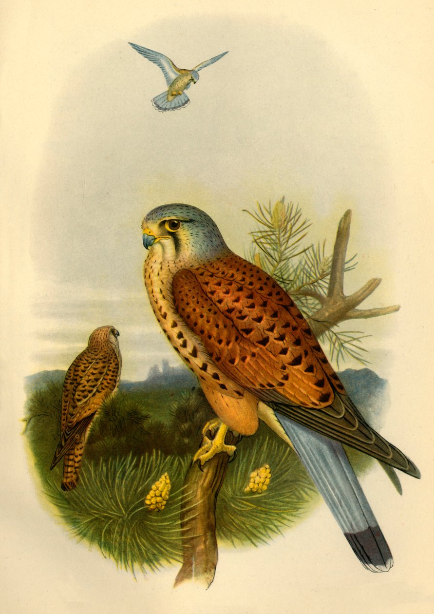 "Kestrel", 1862, 1942.   de Joseph Wolf