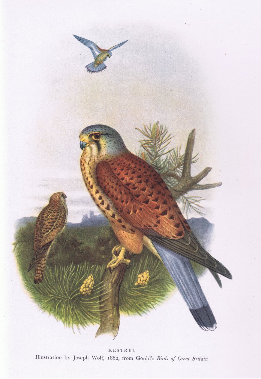 Kestrel, Nature in Britain publicado por Collins, 1946 de Joseph Wolf