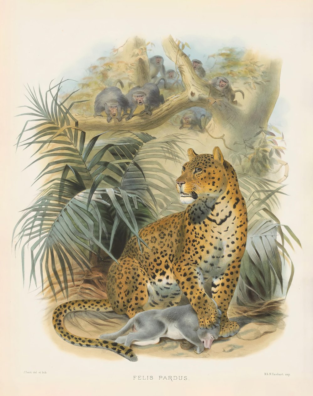 Leopardo (Felis pardus) de Joseph Wolf