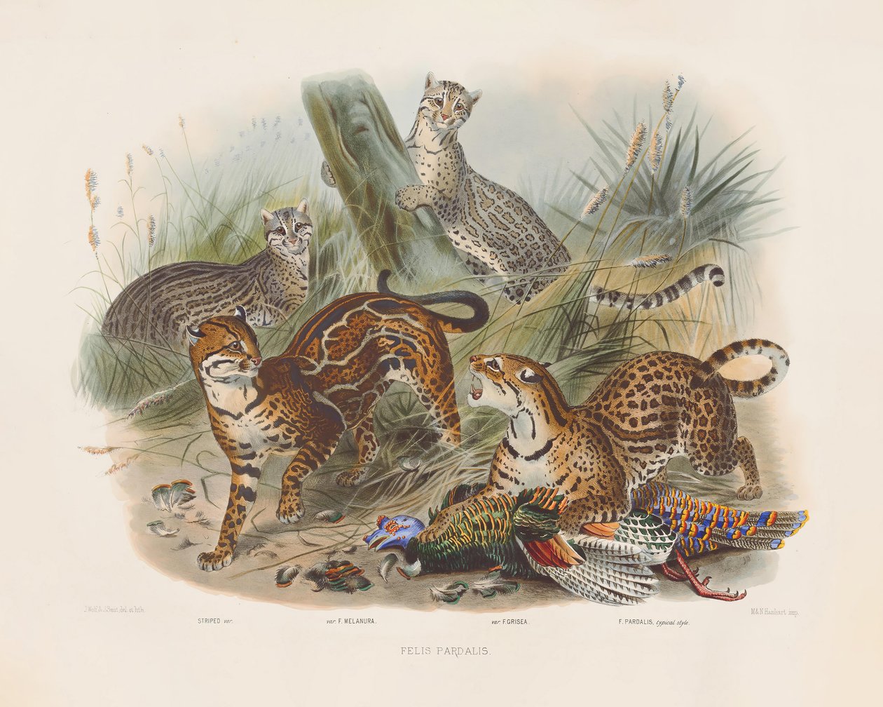 Leopardos e suas variações (Felis pardalis) de Joseph Wolf