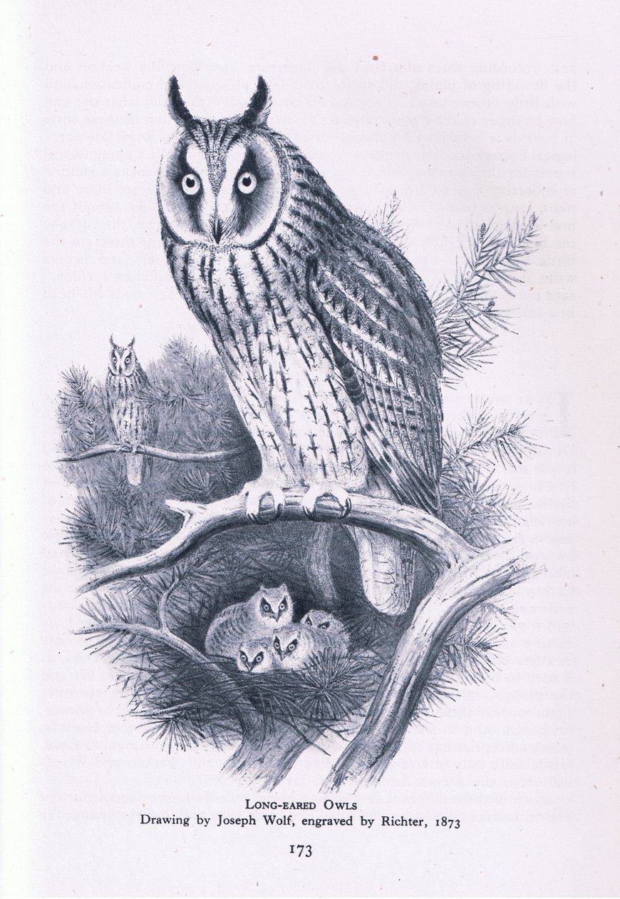 Long Eared Owl, Nature in Britain publicado por Collins, 1946 de Joseph Wolf