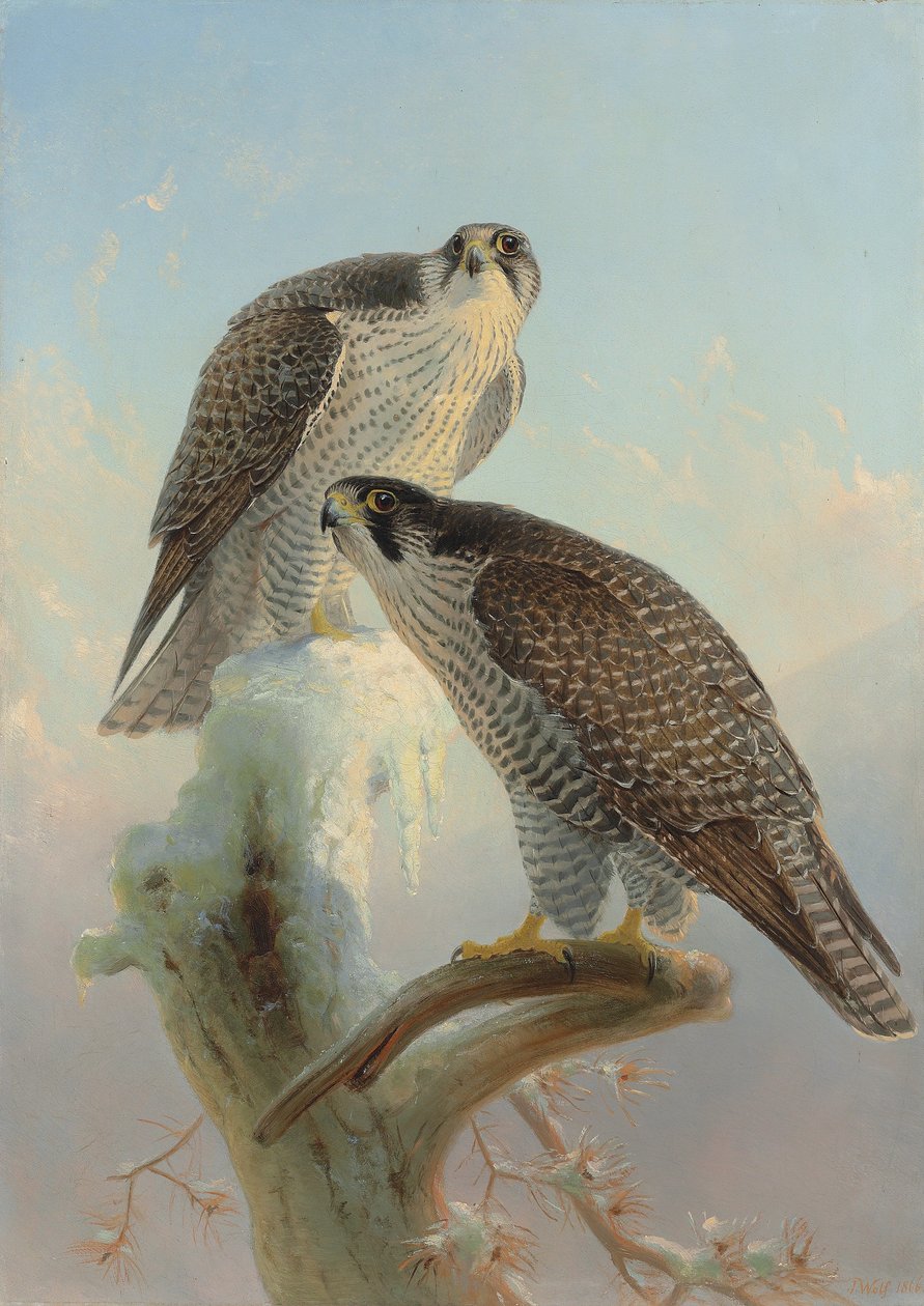 Gyrfalcon norueguês, 1866 de Joseph Wolf
