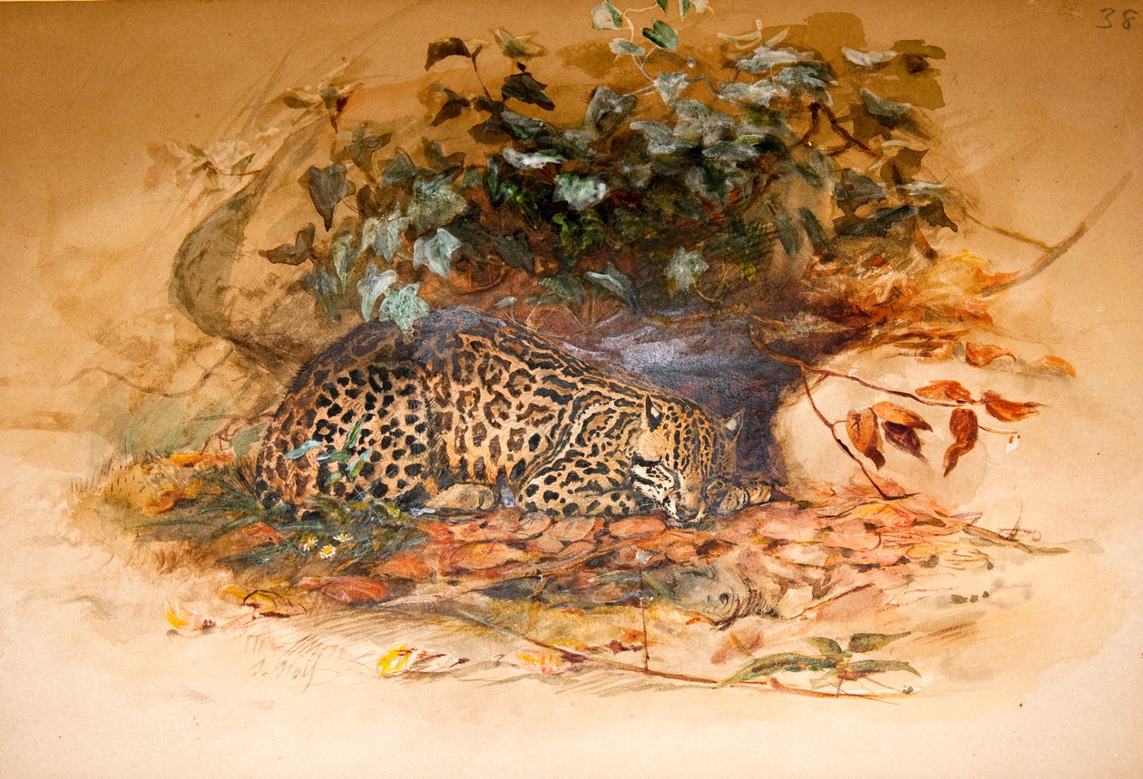 Ocelot de Joseph Wolf
