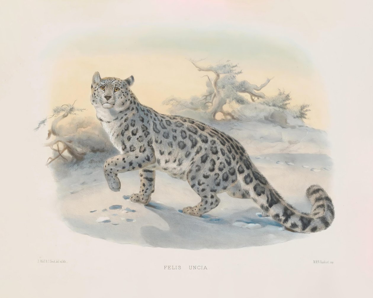 Leopardo-das-neves (Felis uncia) de Joseph Wolf