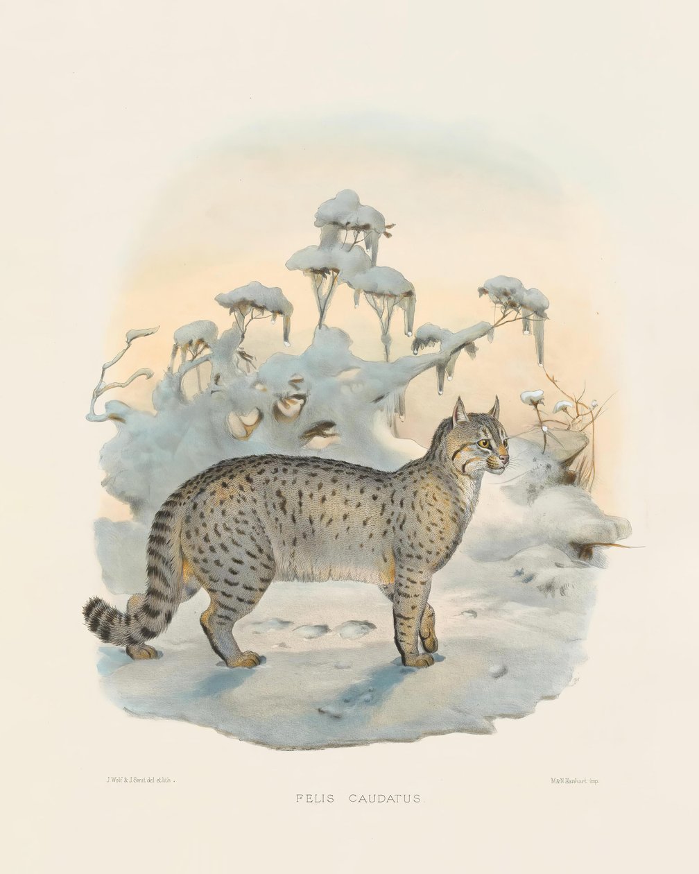 Lince das estepes (Felis caudatus) de Joseph Wolf