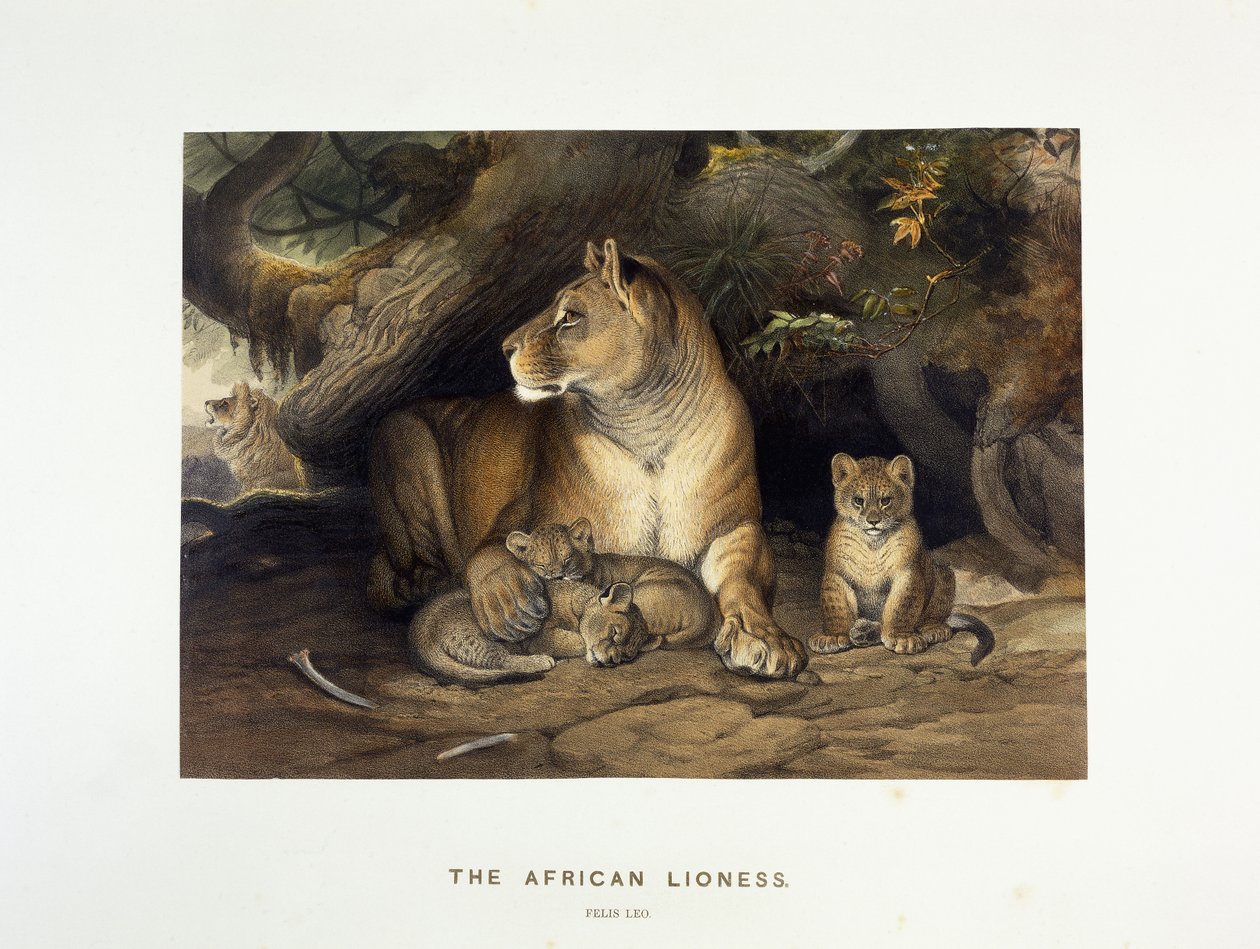 A leoa africana, c.1880-1883 de Joseph Wolf