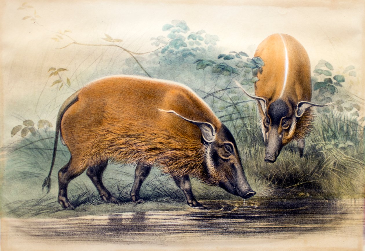 O porco do rio Vermelho, 1865 de Joseph Wolf