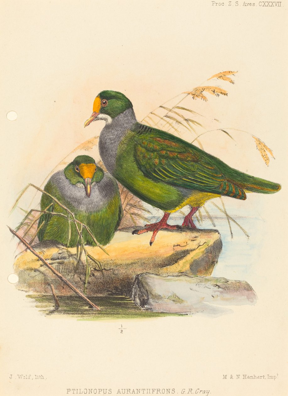 Dois pássaros (Ptilonopus Auranthfrons) de Joseph Wolf