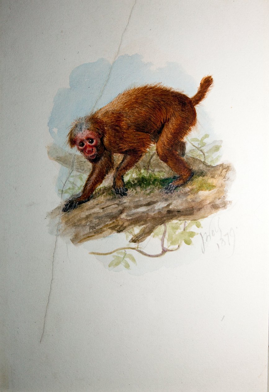 Uacari, c.1850 de Joseph Wolf
