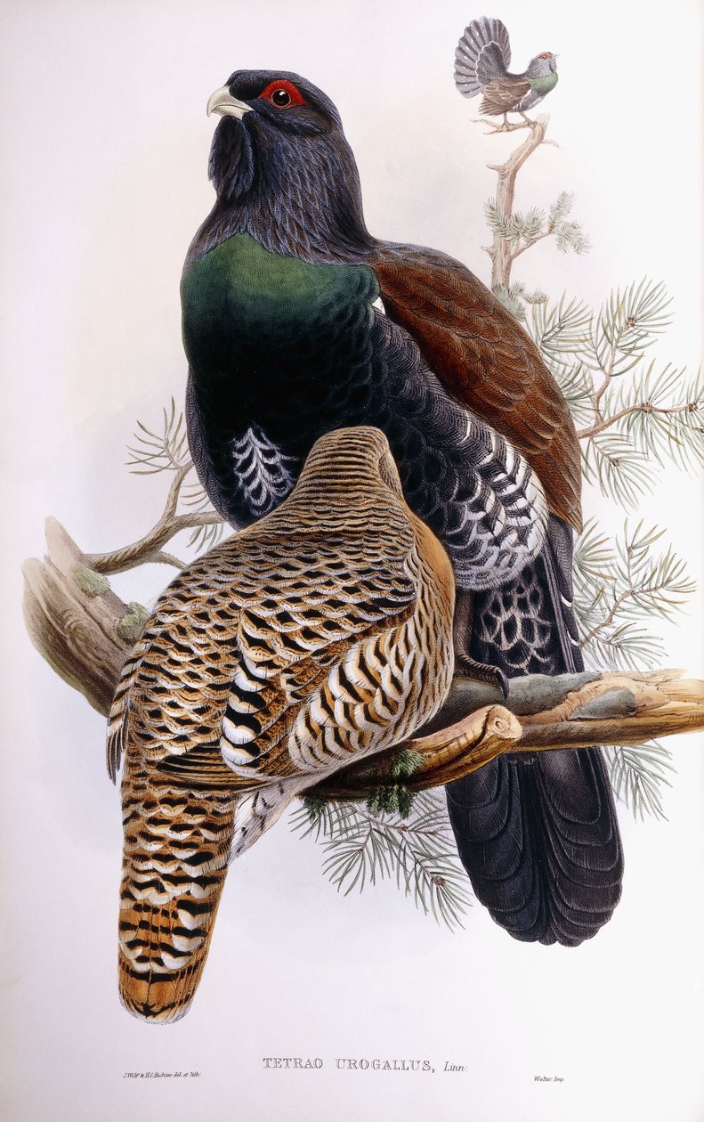 Galo silvestre de Joseph Wolf