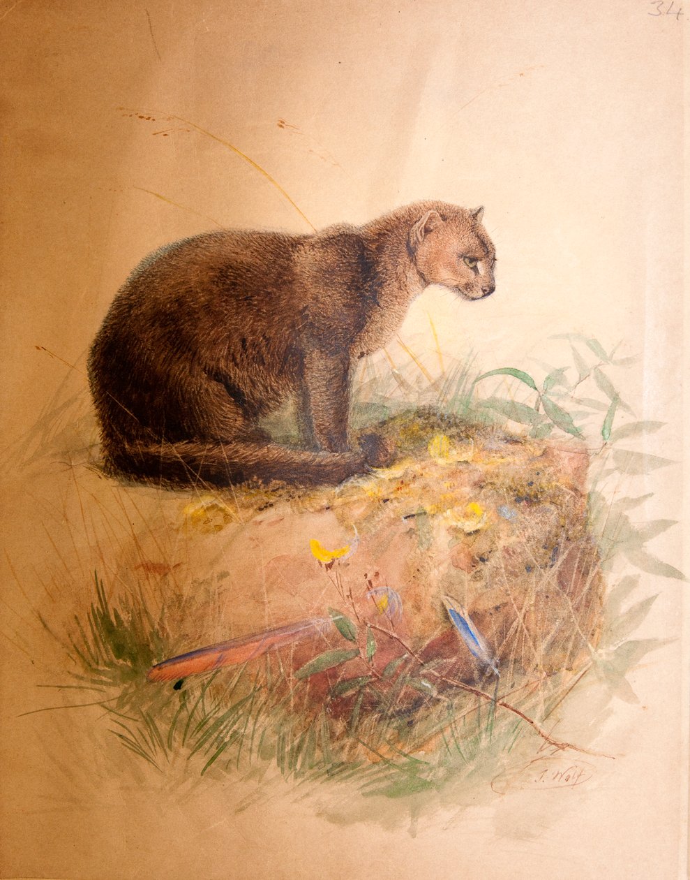 Gato Yaguarundi, 1851-69 de Joseph Wolf
