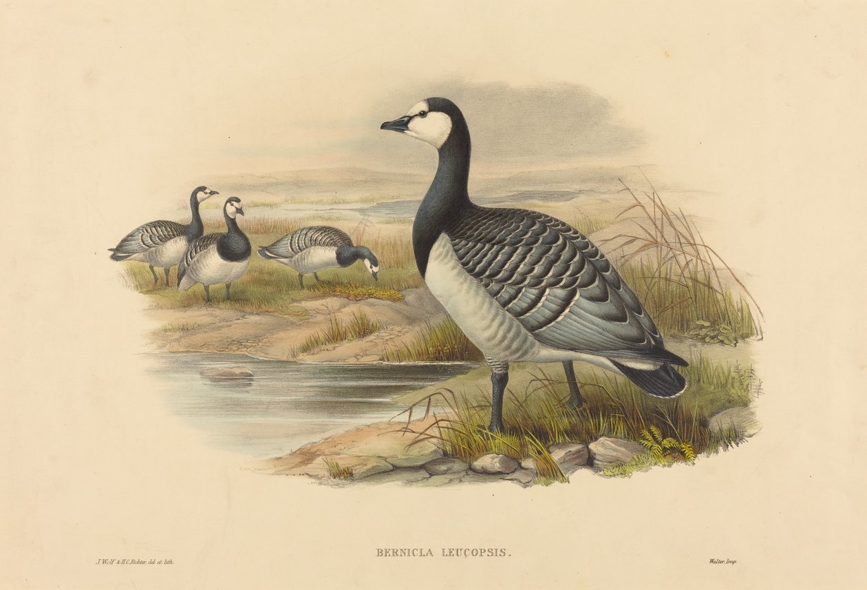 Ganso Barnacle (Bernicla Leucopsis) de Joseph Wolf and H.C. Richter
