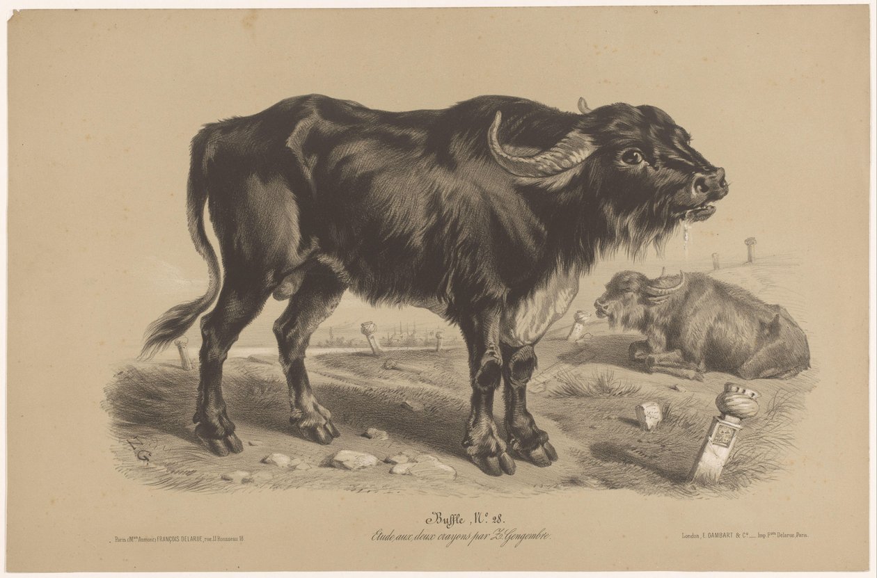 Búfalo Buffalo (título no objeto) Dierenstudies in twee soorten krijt (título da série) Estudo com dois lápis de Z. Gengembre (título da série) de Joseph Zephyris Gengembre