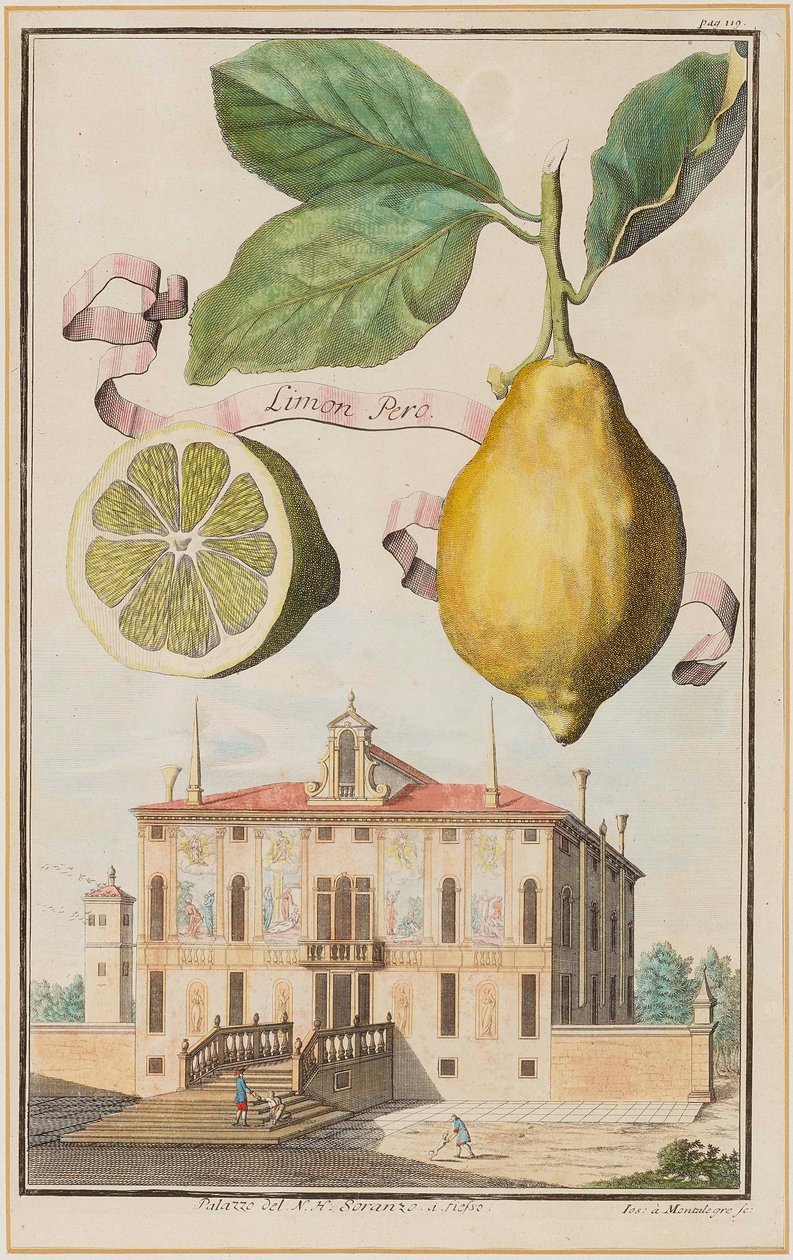 Limão Mas. de Joseph de Montalegre