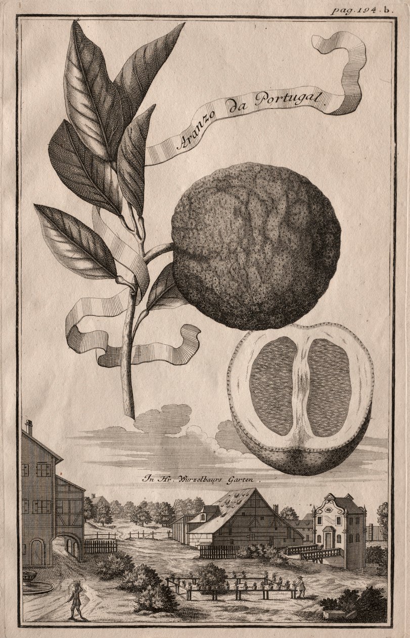 Nurnbergische Hesperides: Aranzo da Portugal, 1714.  de Joseph de Montalegre