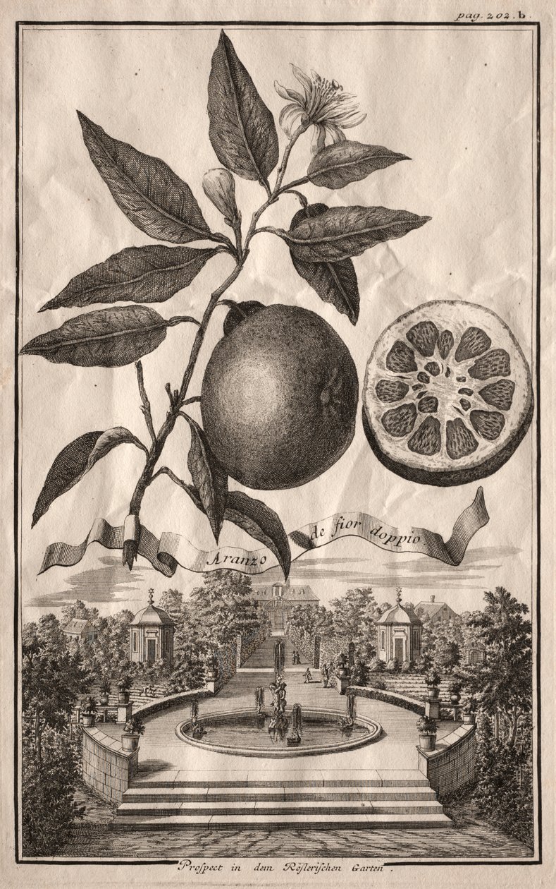Nurmbergische Hesperides: Double Aranzo de fior de Joseph de Montalegre