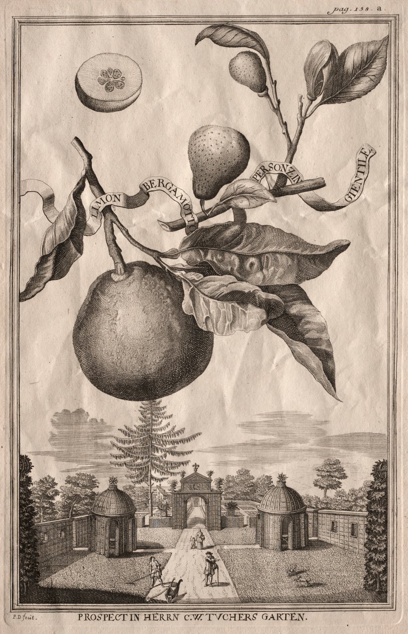 Nurnbergische Hesperides: Limon bergamot personzin gientile, 1714. de Joseph de Montalegre