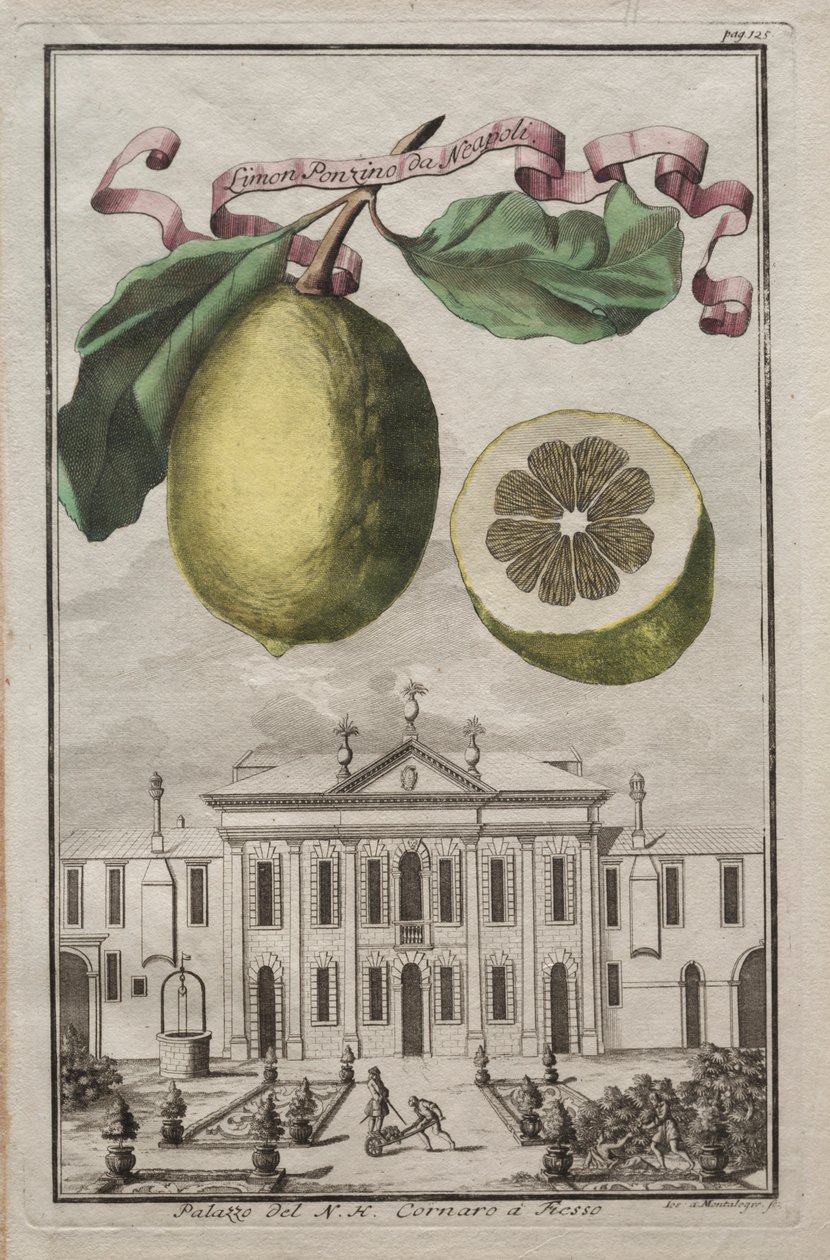 Nurnbergische Hesperides: No125 - Limon Ponzino de Nápoles. NH Cornaro Palace em Fiesso, c170 de Joseph de Montalegre
