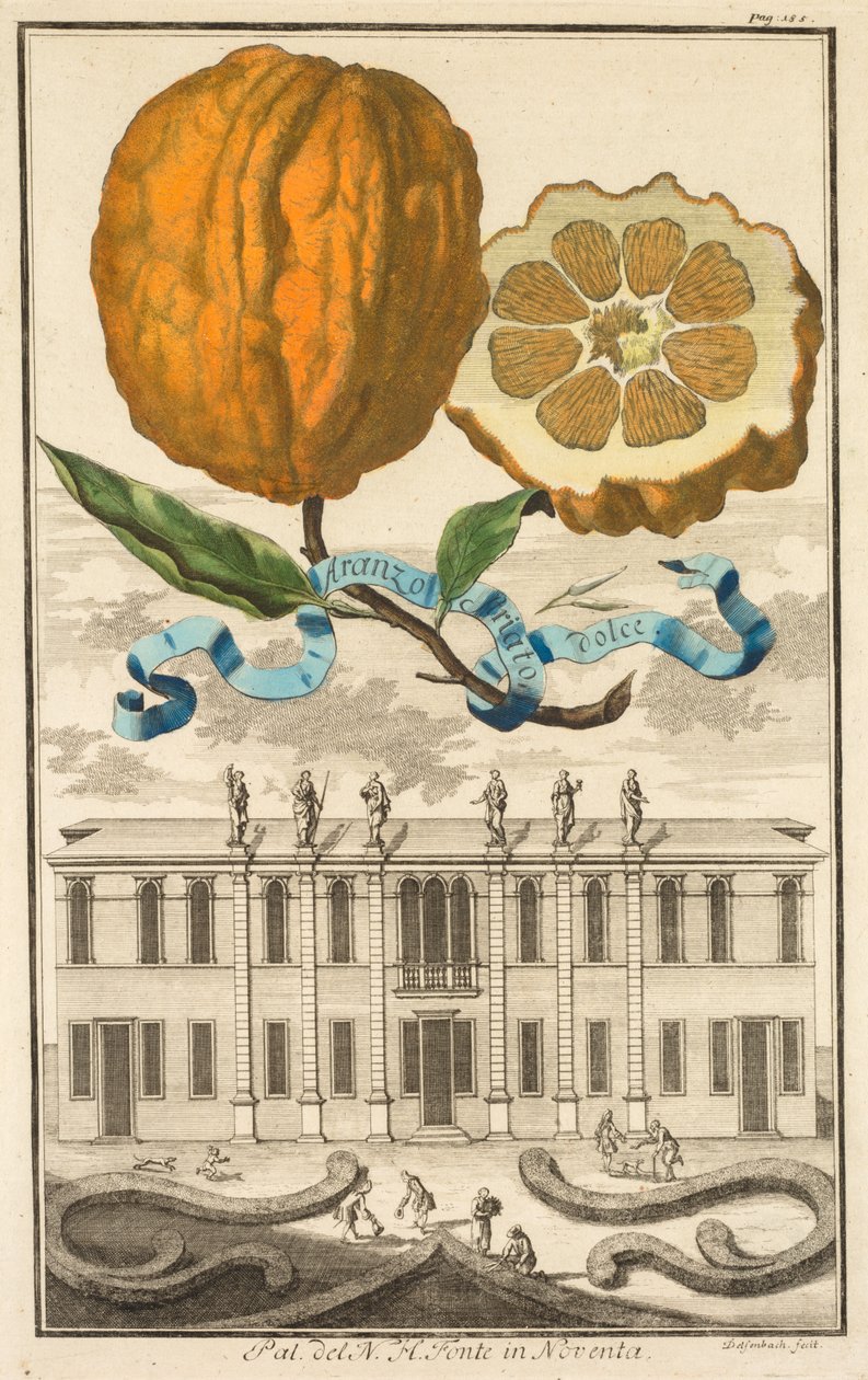 Nurmbergische Hesperides: No185 - Sweet Striated Aranzo. Palazzo del N. H. Fonte em Noventa, c1708. de Joseph de Montalegre