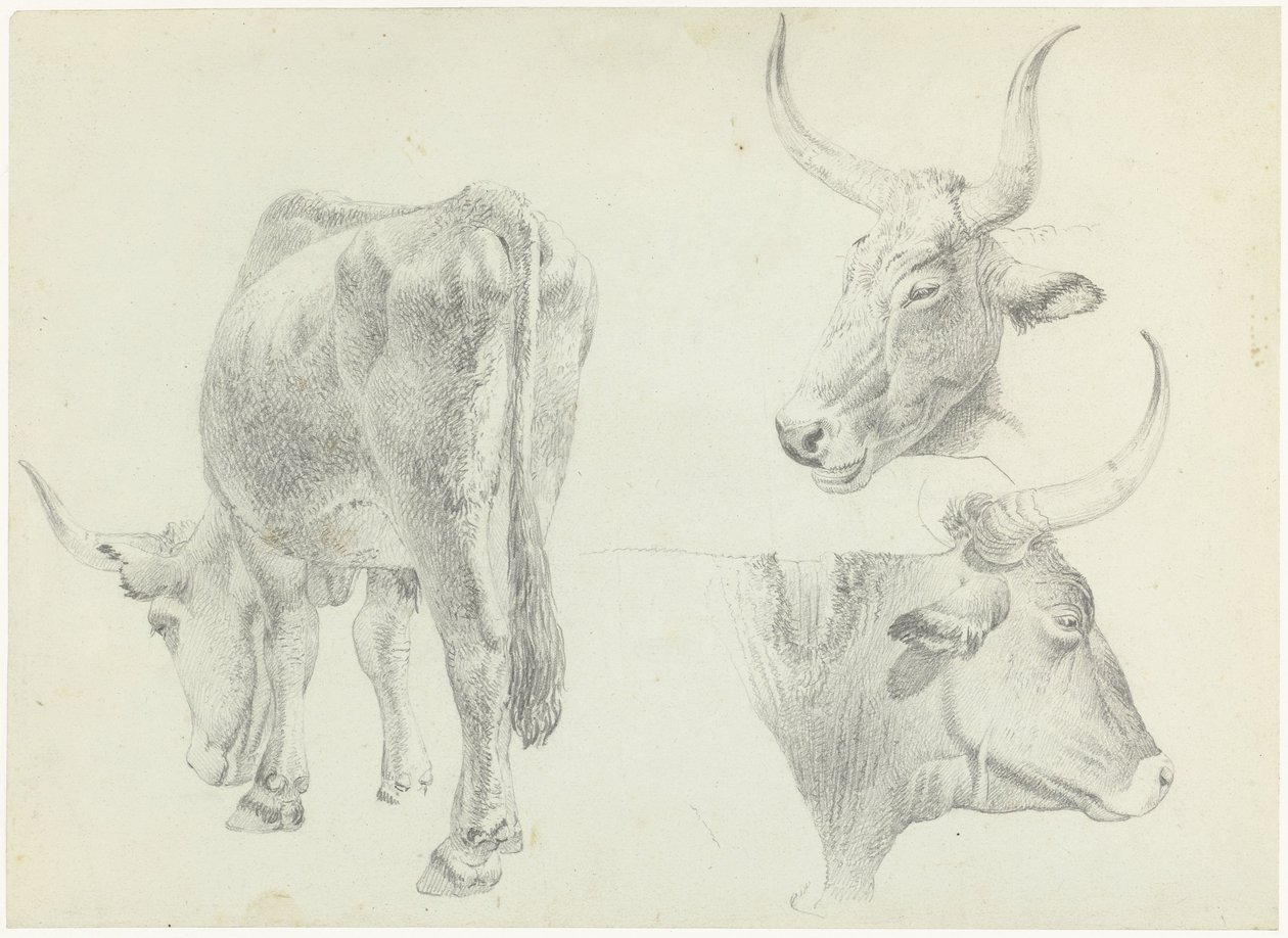 Três estudos sobre o gado italiano de Josephus Augustus Knip