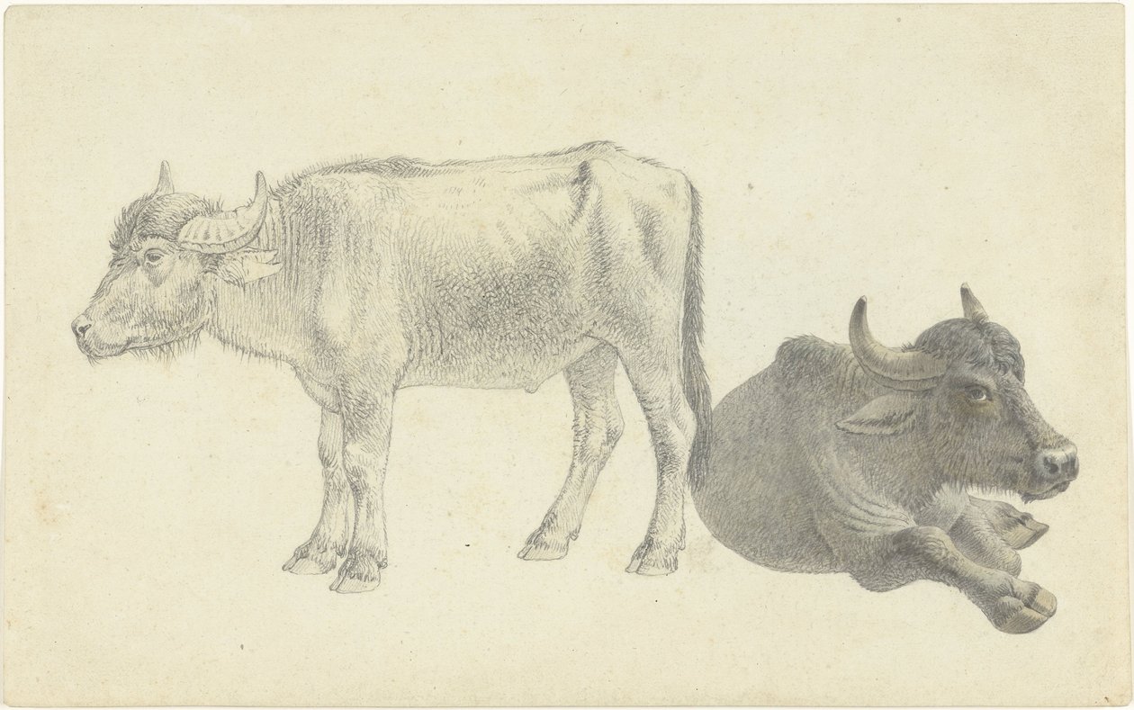 Carne de vaca em pé e de pé de Josephus Augustus Knip