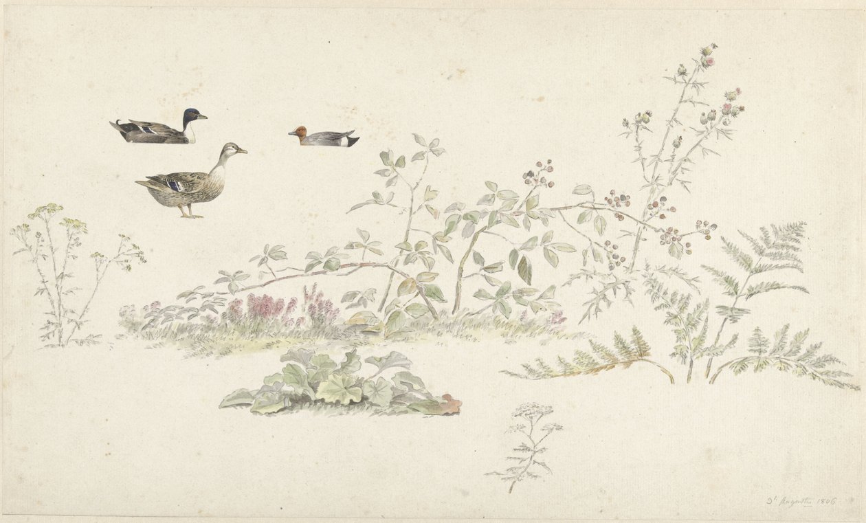 Folha de estudo com plantas e aves aquáticas de Josephus Augustus Knip