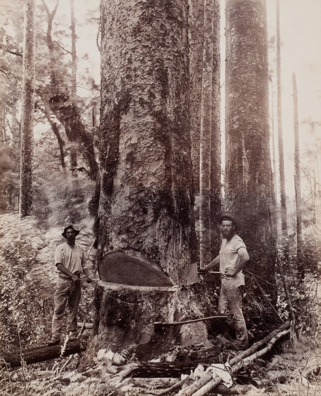 (Cortando o Kauri) de Josiah Martin