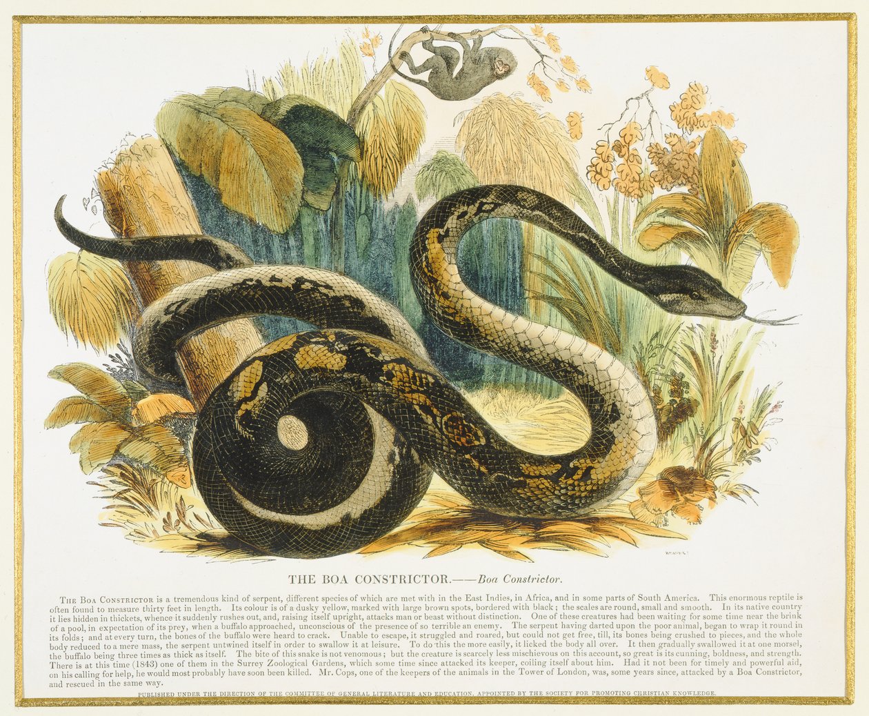 The Boa Constrictor, pub de ilustração educacional. pela Sociedade para a Promoção do Conhecimento Cristão, 1843 (aquatint) de Josiah Wood Whymper