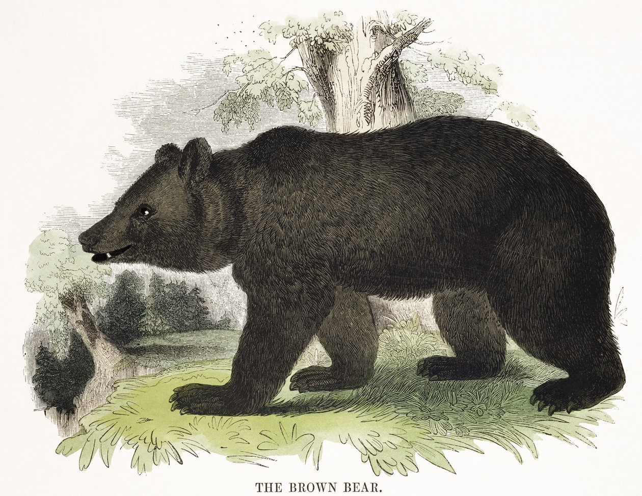 O urso pardo, publicação educacional da ilustração. pela Sociedade para a Promoção do Conhecimento Cristão, 1843 (aquatint) de Josiah Wood Whymper