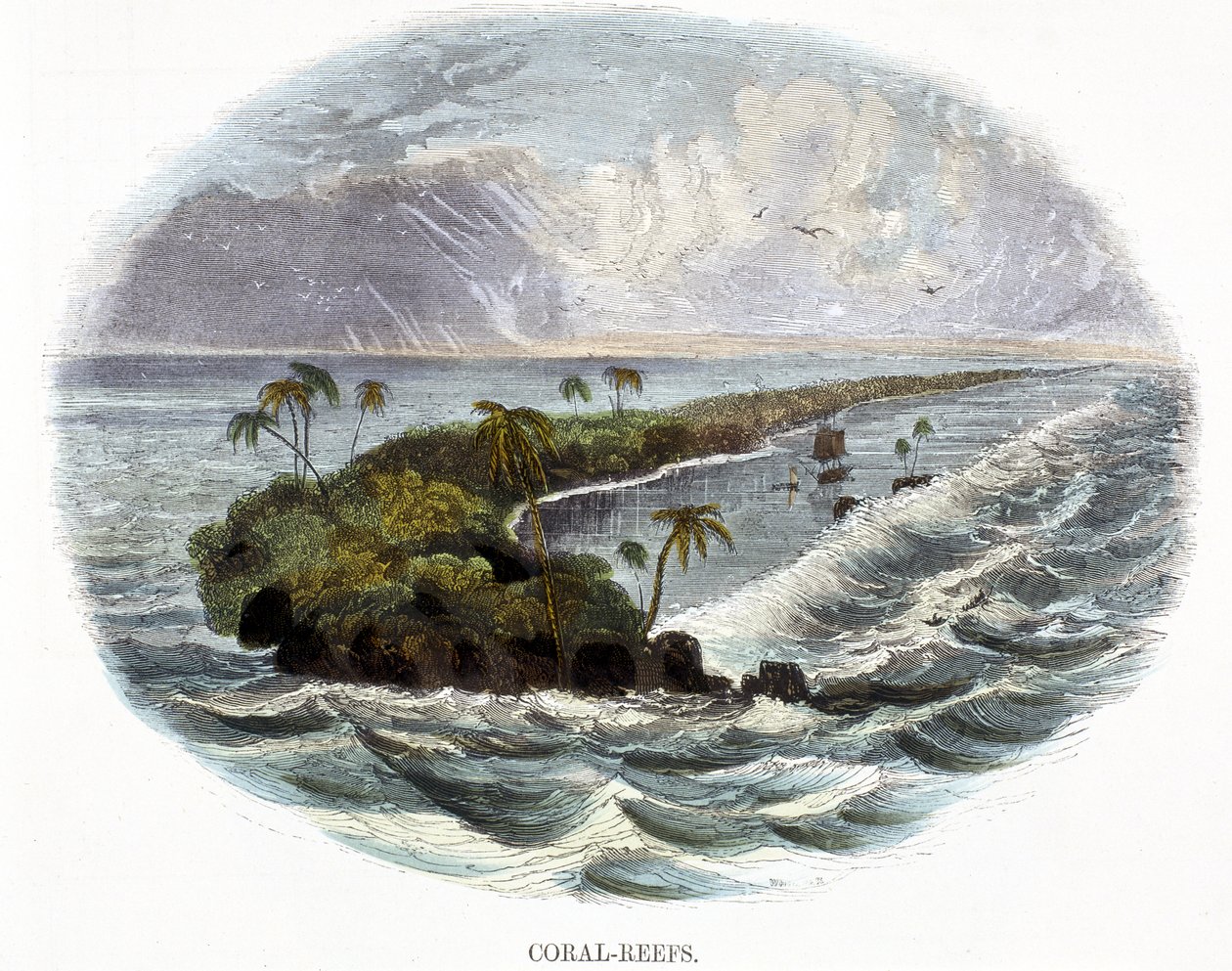 Recifes de Coral, de Fenômenos da Natureza, 1849 de Josiah Wood Whymper