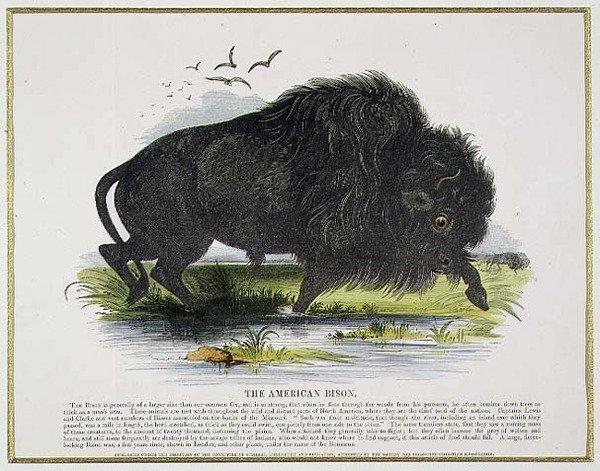 The American Bison, pub de ilustração educacional. pela Sociedade para a Promoção do Conhecimento Cristão de Josiah Wood Whymper