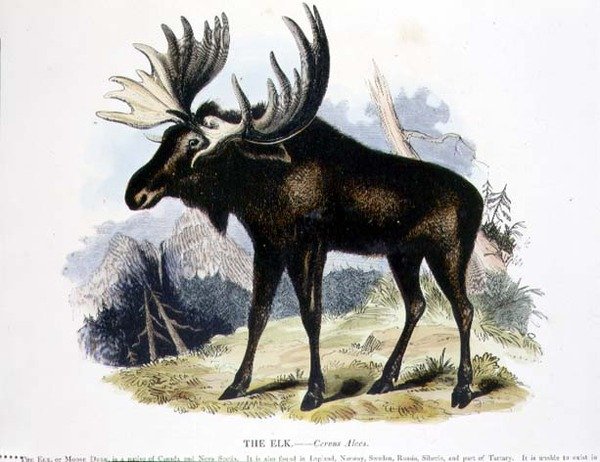 O pub de ilustração educacional Elk (Cervus alces), da Sociedade para a Promoção do Conhecimento Cristão de Josiah Wood Whymper