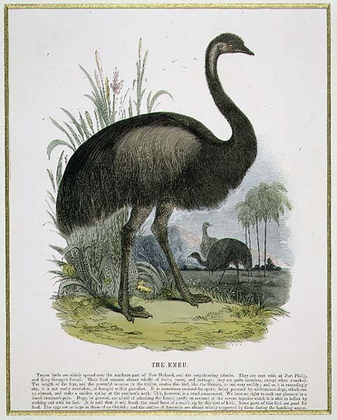 O Emu, pub de ilustração educacional. pela Sociedade para a Promoção do Conhecimento Cristão de Josiah Wood Whymper