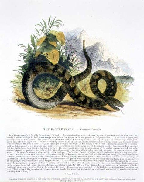 O pub de ilustração educacional The Rattle-Snake (Crotalus horridus), da Sociedade para a Promoção do Conhecimento Cristão de Josiah Wood Whymper