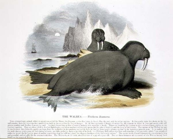 The Walrus (Trichecus rosmarus) pub de ilustração educacional pela Sociedade para a Promoção do Conhecimento Cristão de Josiah Wood Whymper