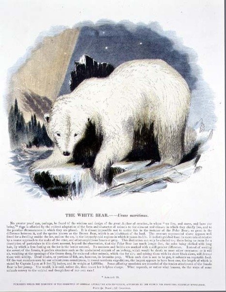 O Urso Branco (Ursus maritimus) pub de ilustração educacional da Sociedade para a Promoção do Conhecimento Cristão de Josiah Wood Whymper
