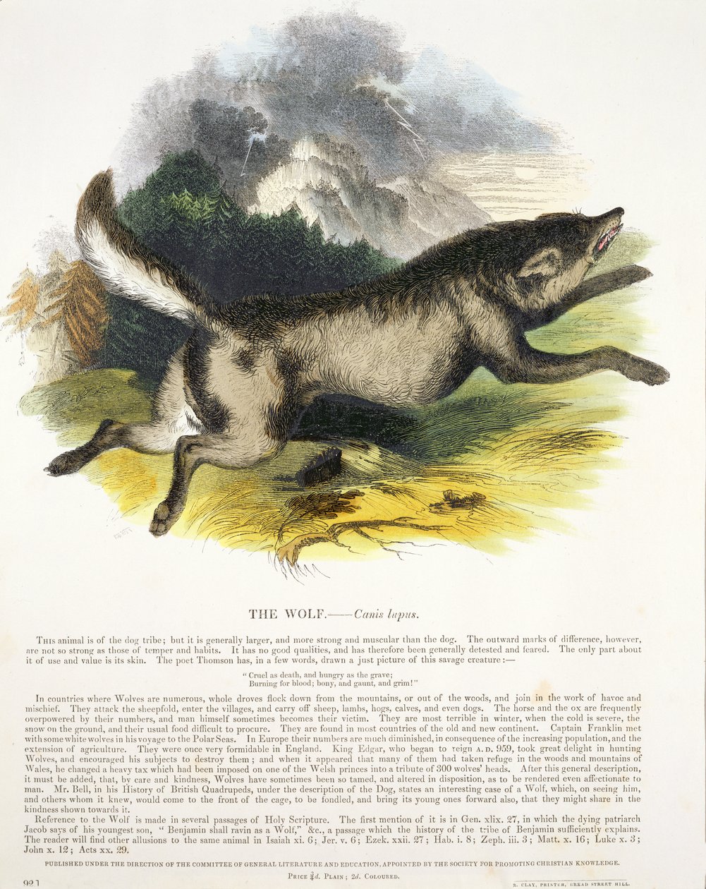 O pub de ilustração educacional lobo (Canis lupus). pela Sociedade para a Promoção do Conhecimento Cristão, 1843 (aquatint) de Josiah Wood Whymper