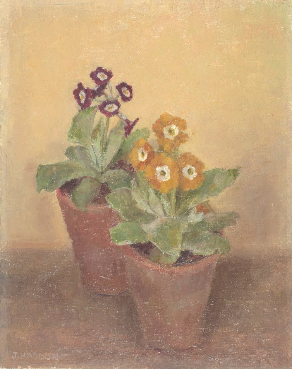 Primulas de Joyce Haddon